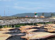 Proses Pembuatan Ikan Asin Di Pantai Timur Pangandaran
