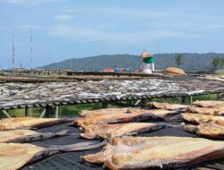 Proses Pembuatan Ikan Asin Di Pantai Timur Pangandaran