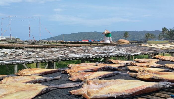 Proses Pembuatan Ikan Asin Di Pantai Timur Pangandaran