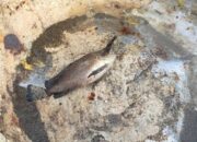 Nelayan Pantai Pangandaran Selalu Mengubur Jenis Ikan Berbahaya Ini
