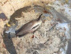Nelayan Pantai Pangandaran Selalu Mengubur Jenis Ikan Berbahaya Ini