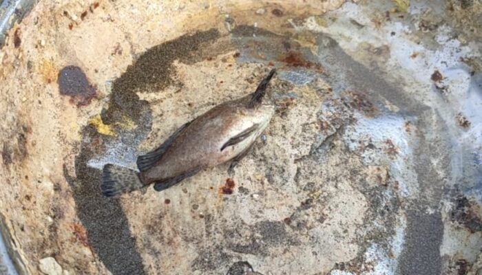 Nelayan Pantai Pangandaran Selalu Mengubur Jenis Ikan Berbahaya Ini