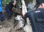 Seekor Sapi Terjebak Di Septic Tank Warga Pangandaran Selama 3 Jam, Proses Evakuasi Dramatis