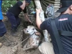 Seekor Sapi Terjebak Di Septic Tank Warga Pangandaran Selama 3 Jam, Proses Evakuasi Dramatis