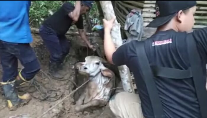 Seekor Sapi Terjebak Di Septic Tank Warga Pangandaran Selama 3 Jam, Proses Evakuasi Dramatis
