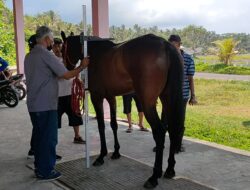 Kejurnas Pacuan Kuda Seri 2 Tahun 2021 Segera Digelar Tanpa Penonton Di Pangandaran