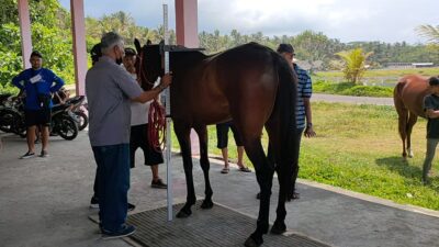 Kejurnas Pacuan Kuda Seri 2 Tahun 2021 Segera Digelar Tanpa Penonton Di Pangandaran