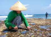 Saat Laut Surut,Mengais Rezeki Dibalik Karang Besar Pantai Legok Jawa Pangandaran