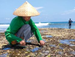 Saat Laut Surut,Mengais Rezeki Dibalik Karang Besar Pantai Legok Jawa Pangandaran