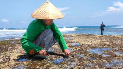 Saat Laut Surut,Mengais Rezeki Dibalik Karang Besar Pantai Legok Jawa Pangandaran