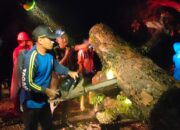 Diguyur Hujan Deras, Pohon Tumbang Halangi Jalan Nasional Di Pangandaran