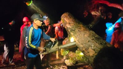 Diguyur Hujan Deras, Pohon Tumbang Halangi Jalan Nasional Di Pangandaran