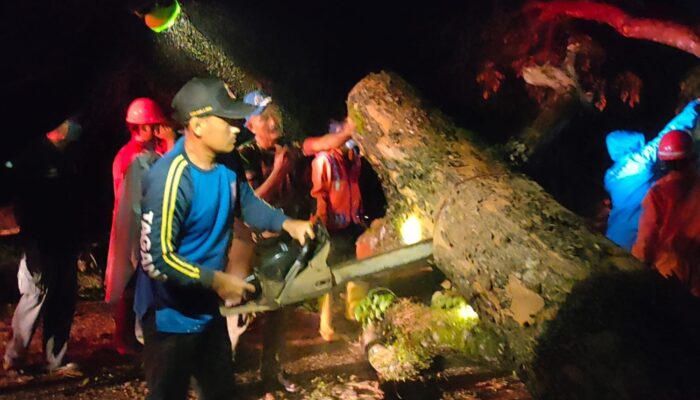 Diguyur Hujan Deras, Pohon Tumbang Halangi Jalan Nasional Di Pangandaran