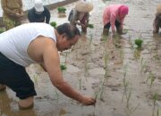 Aksi Bupati Pangandaran Turun Ke Sawah Menanam Padi