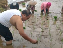 Aksi Bupati Pangandaran Turun Ke Sawah Menanam Padi