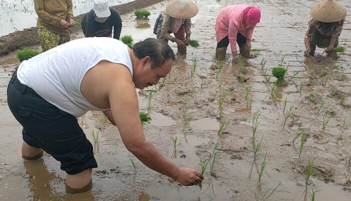 Aksi Bupati Pangandaran Turun Ke Sawah Menanam Padi