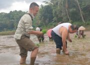 Terinspirasi Musim Tanam Bupati Jeje Wiradinata Turun Ke Sawah Tanam Padi