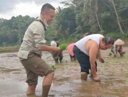 Terinspirasi Musim Tanam Bupati Jeje Wiradinata Turun Ke Sawah Tanam Padi