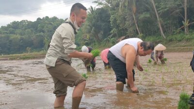 Terinspirasi Musim Tanam Bupati Jeje Wiradinata Turun Ke Sawah Tanam Padi