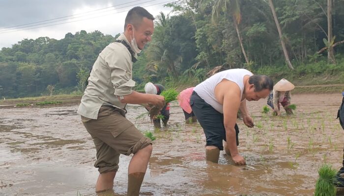 Terinspirasi Musim Tanam Bupati Jeje Wiradinata Turun Ke Sawah Tanam Padi