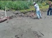 Ditemukan Jejak Penyu Hijau Dewasa Di Pantai Batu Hiu, Tapi Sarangnya Diruksak Tangan Jahil