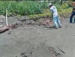 Ditemukan Jejak Penyu Hijau Dewasa Di Pantai Batu Hiu, Tapi Sarangnya Diruksak Tangan Jahil