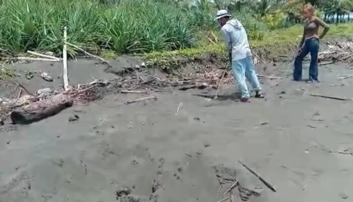 Ditemukan Jejak Penyu Hijau Dewasa Di Pantai Batu Hiu, Tapi Sarangnya Diruksak Tangan Jahil