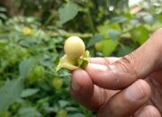 Manfaat Buah Ciplukan Yang Jarang Diketahui