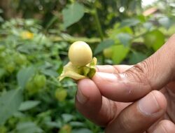 Manfaat Buah Ciplukan Yang Jarang Diketahui
