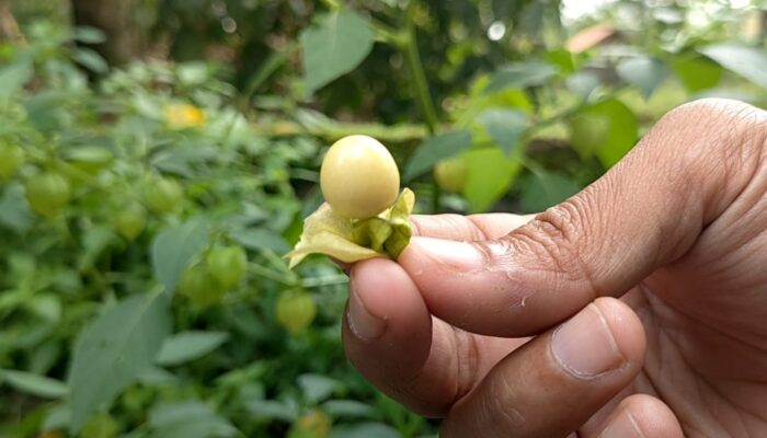 Manfaat Buah Ciplukan Yang Jarang Diketahui