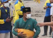 Seekor Ikan Mas Selamat Dari Awan Panas Guguran Gunung Semeru