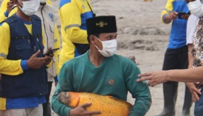 Seekor Ikan Mas Selamat Dari Awan Panas Guguran Gunung Semeru