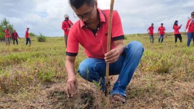 Peringati HUT Ke 49, DPC PDI Perjuangan Pangandaran Tanam Ribuan Pohon Di Pantai Cemara Karangtirta