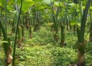 Talas Beneng Sentra Produksinya Digagas Di Desa Campaka, Sebagai Bahan Baku Tembakau Herbal