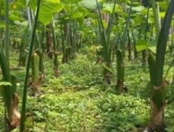 Talas Beneng Sentra Produksinya Digagas Di Desa Campaka, Sebagai Bahan Baku Tembakau Herbal