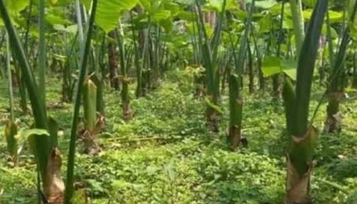 Talas Beneng Sentra Produksinya Digagas Di Desa Campaka, Sebagai Bahan Baku Tembakau Herbal