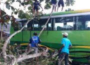 Hujan Deras Dan Angin Kencang, Sebuah Bus Pariwisata Di Pasar Wisata Pangandaran Tertimpa Pohon