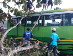 Hujan Deras Dan Angin Kencang, Sebuah Bus Pariwisata Di Pasar Wisata Pangandaran Tertimpa Pohon