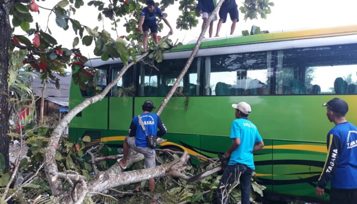 Hujan Deras Dan Angin Kencang, Sebuah Bus Pariwisata Di Pasar Wisata Pangandaran Tertimpa Pohon