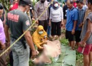 Penyadap Meninggal Dunia di Atas Pohon Kelapa