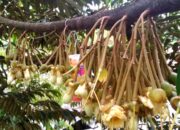 Durian Khas Pangandaran Di Bulan Puasa Ramadan Ini Sedang Tidak Musim