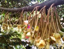 Durian Khas Pangandaran Di Bulan Puasa Ramadan Ini Sedang Tidak Musim