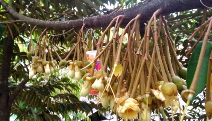 Durian Khas Pangandaran Di Bulan Puasa Ramadan Ini Sedang Tidak Musim