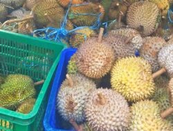 Makan Buah Durian Ternyata Banyak Manfaatnya Bagi Kesehatan Tubuh