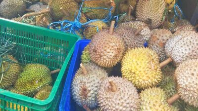 Makan Buah Durian Ternyata Banyak Manfaatnya Bagi Kesehatan Tubuh