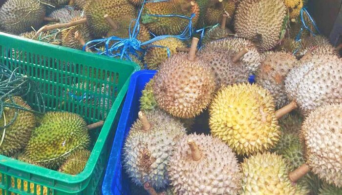 Makan Buah Durian Ternyata Banyak Manfaatnya Bagi Kesehatan Tubuh