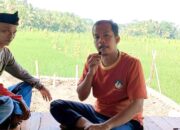 Ekowisata Konsep Berlibur Di Rumah Nenek, Kolaborasi Menanam Padi dan Ikan Di Sawah