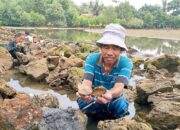 Warga Berburu Kerang Teritip Saat Air Laut Surut,Ternyata Bisa Sembuhkan Penyakit Ini