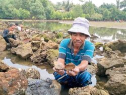 Warga Berburu Kerang Teritip Saat Air Laut Surut,Ternyata Bisa Sembuhkan Penyakit Ini