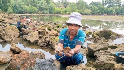 Warga Berburu Kerang Teritip Saat Air Laut Surut,Ternyata Bisa Sembuhkan Penyakit Ini